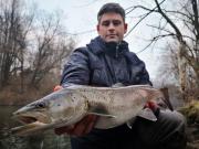 Andrej and Hucho Huchen Danube salmon, December